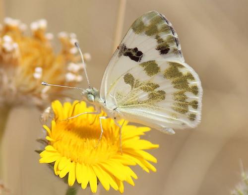 Réf. 277 563 : Pontia daplidice